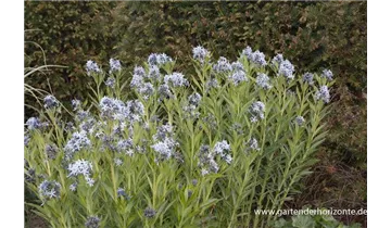 Gartenbaumschule Becker