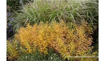 Gartenbaumschule Becker