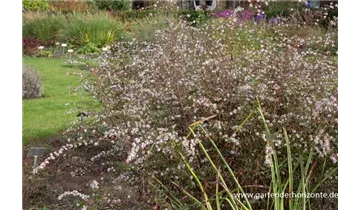 Gartenbaumschule Becker