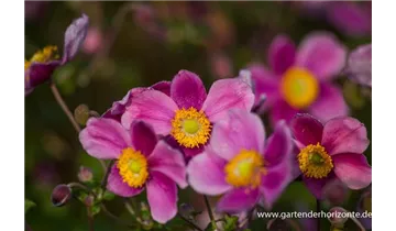 Gartenbaumschule Becker