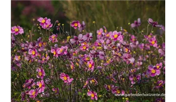 Gartenbaumschule Becker