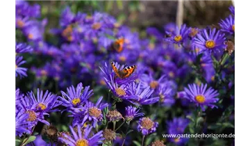 Gartenbaumschule Becker
