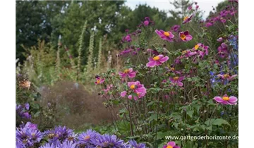 Gartenbaumschule Becker