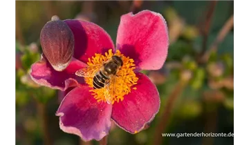 Gartenbaumschule Becker