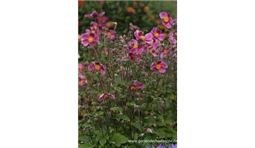 Gartenbaumschule Becker