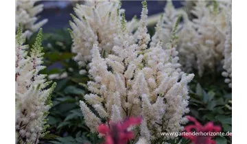 Gartenbaumschule Becker