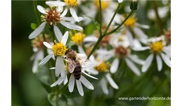 Gartenbaumschule Becker