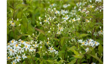 Gartenbaumschule Becker