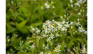 Gartenbaumschule Becker