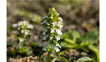 Gartenbaumschule Becker