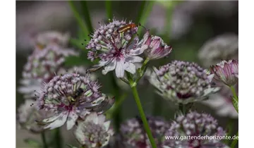 Gartenbaumschule Becker