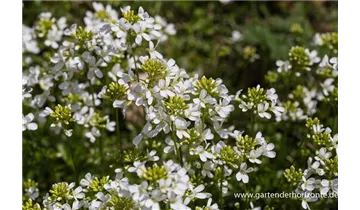 Gartenbaumschule Becker