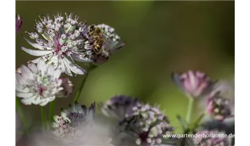 Gartenbaumschule Becker