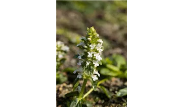 Gartenbaumschule Becker