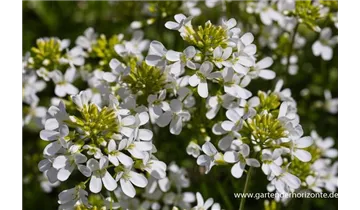 Gartenbaumschule Becker