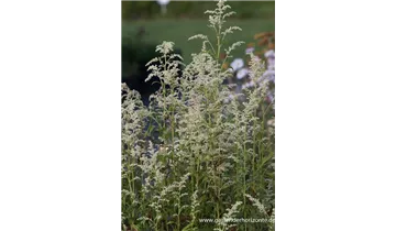 Gartenbaumschule Becker