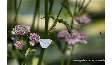 Gartenbaumschule Becker