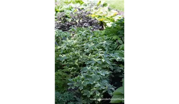 Gartenbaumschule Becker