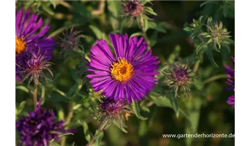 Gartenbaumschule Becker