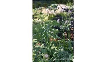 Gartenbaumschule Becker