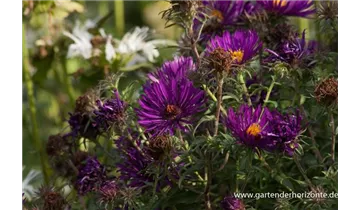 Gartenbaumschule Becker