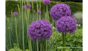 Gartenbaumschule Becker