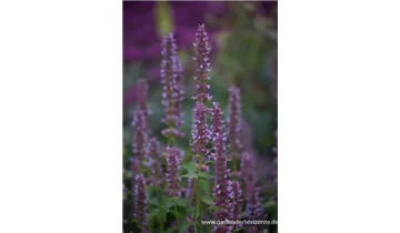 Gartenbaumschule Becker