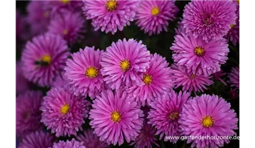 Gartenbaumschule Becker