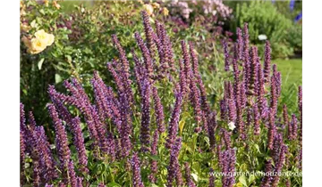 Gartenbaumschule Becker