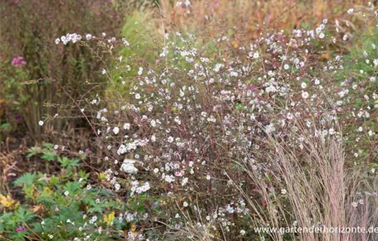 Aster 'Speyrer Herbstwoge'