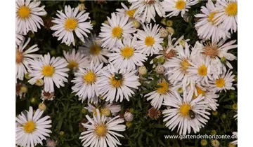 Gartenbaumschule Becker