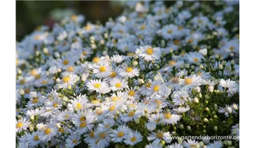 Gartenbaumschule Becker