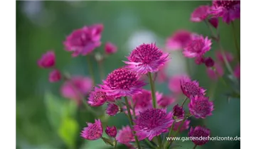 Gartenbaumschule Becker