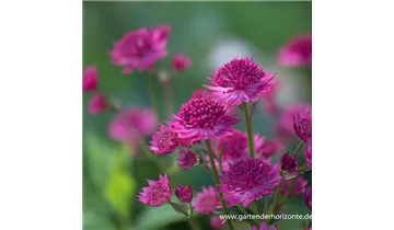 Gartenbaumschule Becker