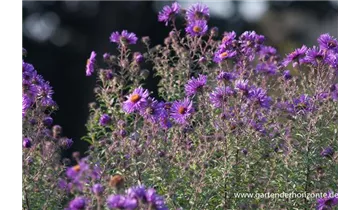 Gartenbaumschule Becker