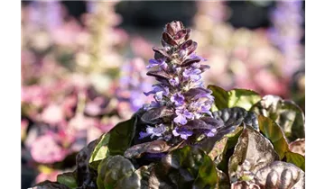 Gartenbaumschule Becker