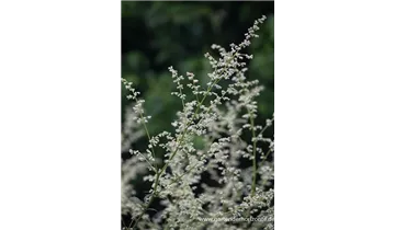 Gartenbaumschule Becker