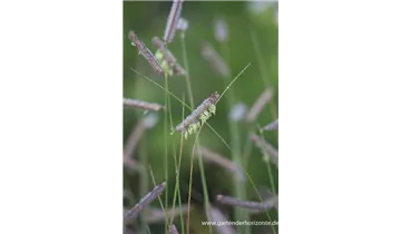 Gartenbaumschule Becker