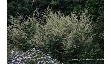 Gartenbaumschule Becker