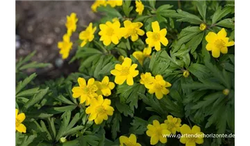 Gartenbaumschule Becker