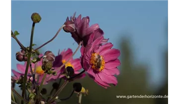 Gartenbaumschule Becker