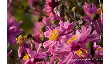 Gartenbaumschule Becker