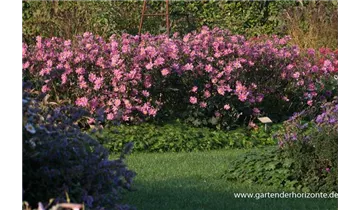 Gartenbaumschule Becker