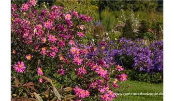 Gartenbaumschule Becker
