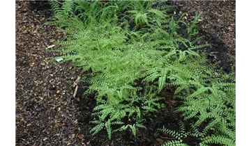 Gartenbaumschule Becker