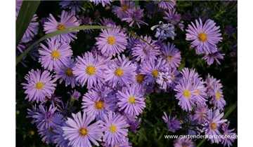 Gartenbaumschule Becker