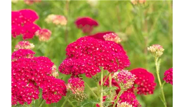 Gartenbaumschule Becker