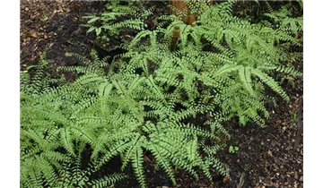 Gartenbaumschule Becker