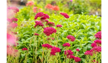 Gartenbaumschule Becker