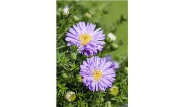 Gartenbaumschule Becker